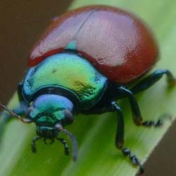 Chrysolina polita Chrysolina polita